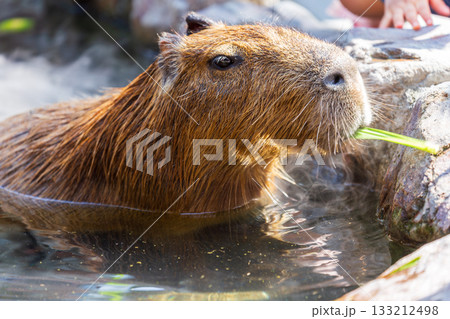 カピバラ カピパラ オニテンジクネズミ 133212498