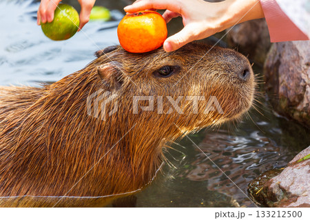 カピバラ カピパラ オニテンジクネズミ 133212500