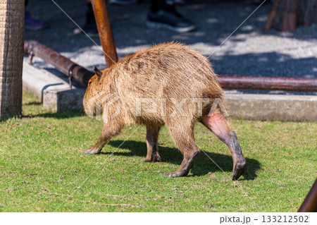 カピバラ カピパラ オニテンジクネズミ 133212502
