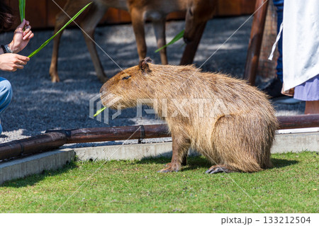 カピバラ カピパラ オニテンジクネズミ 133212504