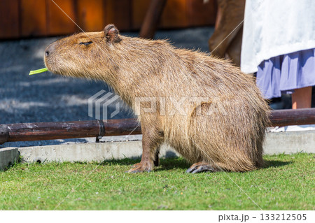 カピバラ カピパラ オニテンジクネズミ 133212505