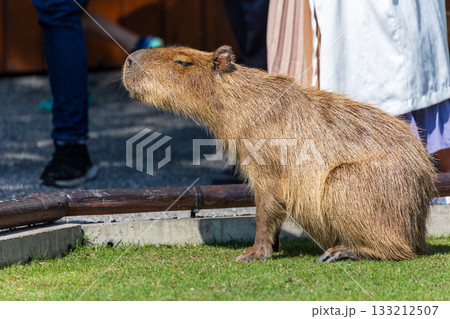 カピバラ カピパラ オニテンジクネズミ 133212507