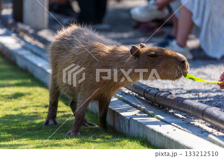 カピバラ カピパラ オニテンジクネズミ 133212510