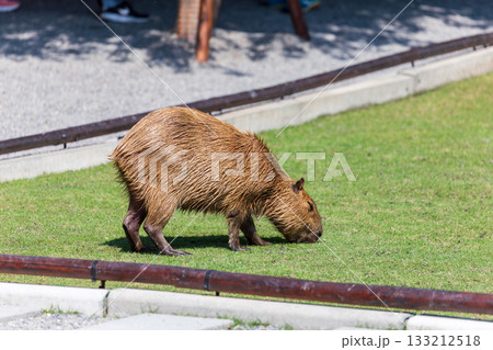 カピバラ カピパラ オニテンジクネズミ 133212518