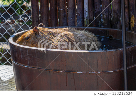 カピバラ カピパラ オニテンジクネズミ 133212524