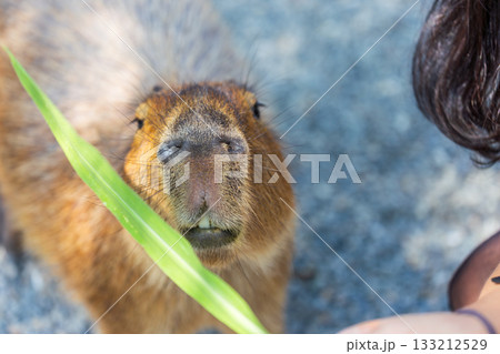 カピバラ カピパラ オニテンジクネズミ 133212529