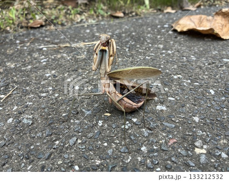 威嚇するカマキリ 威嚇するカマキリ 133212532