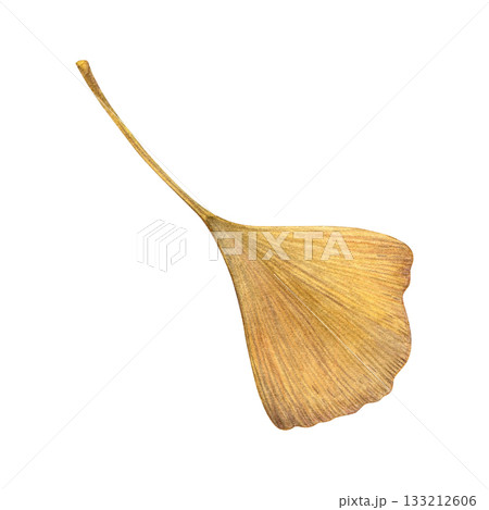 Watercolor painting of an autumn ochre ginkgo leaf on a white background. Good for postcards, books, invitations, greeting cards, wallpaper and textiles Watercolor painting of an autumn ochre ginkgo leaf on a white background. Good for postcards, books, invitations, greeting cards, wallpaper and textiles 133212606