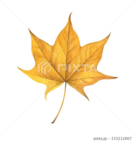 Watercolor painting of an autumn yellow maple leaf on a white background. Good for postcards, books, invitations, greeting cards, wallpaper and textiles. 133212607