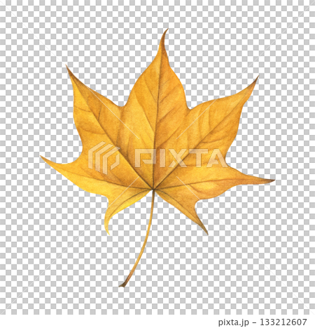 Watercolor painting of an autumn yellow maple leaf on a white background. Good for postcards, books, invitations, greeting cards, wallpaper and textiles. 133212607