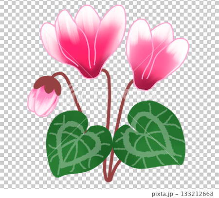 一朵美麗的粉白相間的仙客來花 133212668