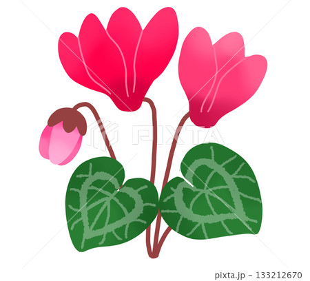 ピンク色の可愛らしいシクラメンの花2 133212670