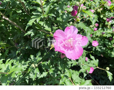 ピンク色のムクゲの花 133212760