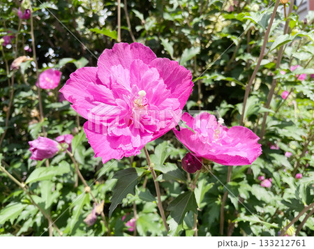 ピンク色のムクゲの花 夏に咲く美しいアオイ科の花 ピンク色のムクゲの花 夏に咲く美しいアオイ科の花 133212761