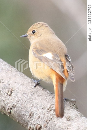 大阪城のお掘と梅園と野鳥 大阪城のお掘と梅園と野鳥 133212796