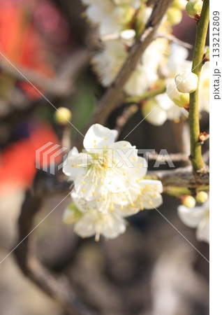 大阪城のお掘と梅園と野鳥 133212809