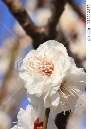 大阪城のお掘と梅園と野鳥 133212830
