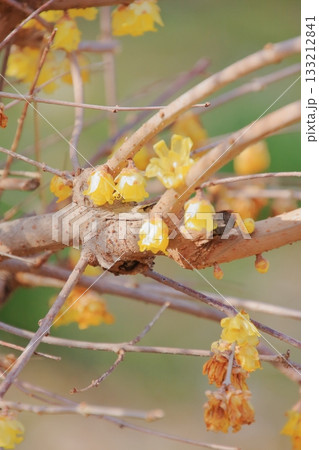 大阪城のお掘と梅園と野鳥 133212841
