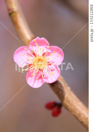 大阪城のお掘と梅園と野鳥 133212868