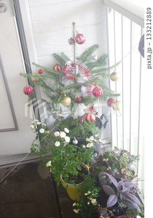 今年も玄関前に小さなクリスマスツリー 133212889