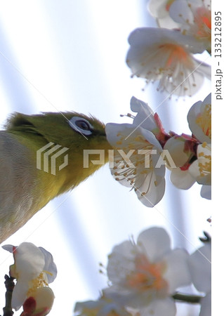 大阪城のお掘と梅園と野鳥 133212895