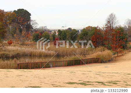 秋のイイナパーク川口・赤山歴史自然公園にて 秋のイイナパーク川口・赤山歴史自然公園にて 133212990