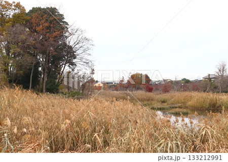 秋のイイナパーク川口・赤山歴史自然公園にて 秋のイイナパーク川口・赤山歴史自然公園にて 133212991