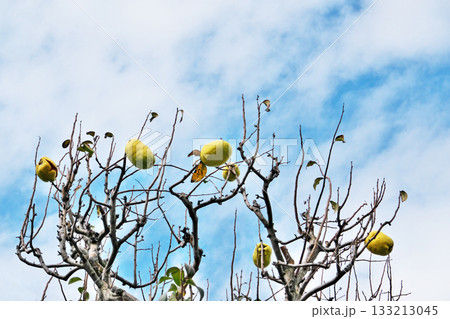 黄色の大きなカリンの実(秋、十一月) 黄色の大きなカリンの実(秋、十一月) 133213045