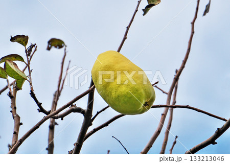 黄色の大きなカリンの実(秋、十一月) 黄色の大きなカリンの実(秋、十一月) 133213046