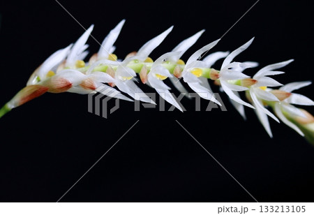 白い洋蘭デンドロキラムバック黒 133213105