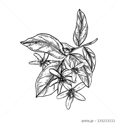 Blooming citrus branch with leaves and flowers monochrome vector illustration. Etching drawing of lemon, orange or lime plant for organic cosmetics, herbal tea label, natural lifestyle 133213111