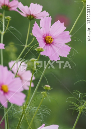 秋の花コスモスのピンク色のコスモスが咲いています 133213333