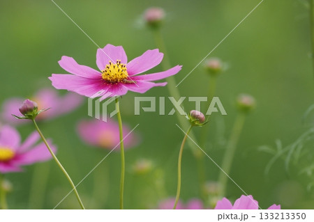 秋の野原に咲くピンクのコスモスの花 133213350