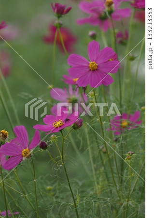秋の花コスモス 秋の花コスモス 133213353