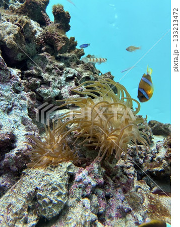八景島シーパラダイスの「サンゴイソギンチャク」 八景島シーパラダイスの「サンゴイソギンチャク」 133213472
