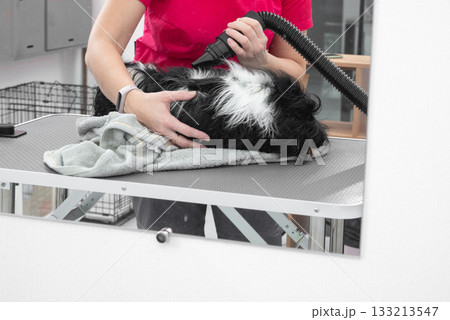 Expert Pet Grooming Services for Your Beloved Dog or Cat, Ensuring Their Health and Beauty 133213547
