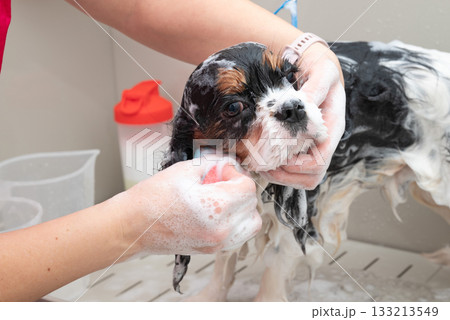 portrait of Cavalier King Charles spaniel dog taking shower with shampoo. dog takes bubble bath in an animal grooming salon. portrait of Cavalier King Charles spaniel dog taking shower with shampoo. dog takes bubble bath in an animal grooming salon. 133213549