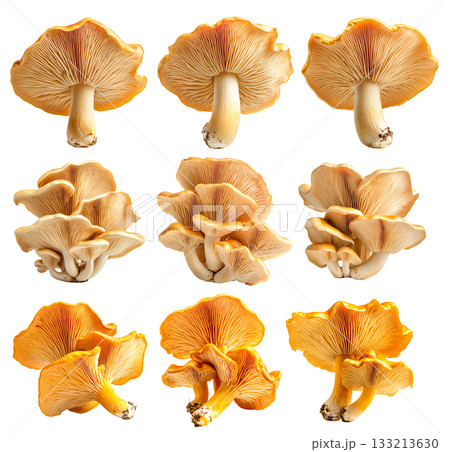 Set of Orange cap chanterelle mushroom isolated on a white background Set of Orange cap chanterelle mushroom isolated on a white background 133213630
