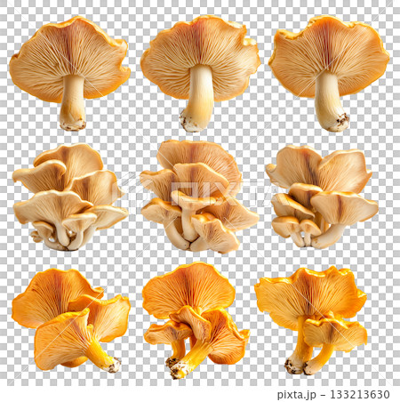 Set of Orange cap chanterelle mushroom isolated on a white background Set of Orange cap chanterelle mushroom isolated on a white background 133213630