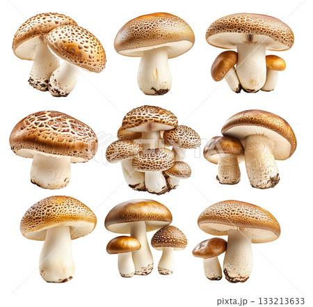 Set of Porcini mushroom showing its textured cap and stem isolated on a white background 133213633