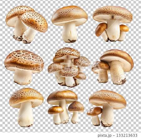 Set of Porcini mushroom showing its textured cap and stem isolated on a white background 133213633
