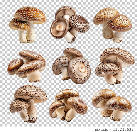 Set of Shiitake mushroom showing its textured cap and stem isolated on a white background. 133213635