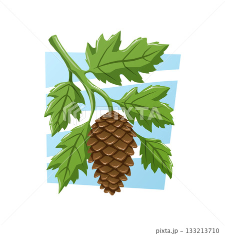 A brown fir cone hanging from a branch with jagged green leaves on a light blue background. Vector nature cartoon illustration. A brown fir cone hanging from a branch with jagged green leaves on a light blue background. Vector nature cartoon illustration. 133213710