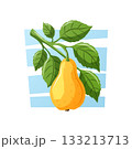 A fresh yellow pear hanging from a leafy green branch on a light blue background. juicy vector cartoon illustration. 133213713
