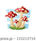 Group of red and white spotted mushrooms growing in the grass, made as a vivid vector cartoon illustration. 133213714