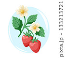 Ripe strawberries with blooming flowers and fresh leaves. Spring bright vector cartoon illustration. 133213721