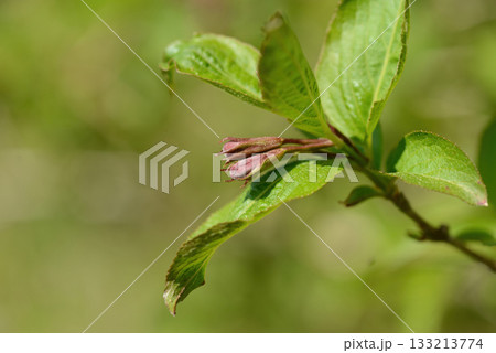 Weigela florida is a deciduous shrub with opposite green leaves and bright red tubular flowers blooming in May along forest edges and mountain slopes. Photographed in Korea. Weigela florida is a deciduous shrub with opposite green leaves and bright red tubular flowers blooming in May along forest edges and mountain slopes. Photographed in Korea. 133213774