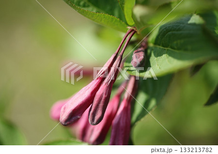 Weigela florida is a deciduous shrub with opposite green leaves and bright red tubular flowers blooming in May along forest edges and mountain slopes. Photographed in Korea. 133213782