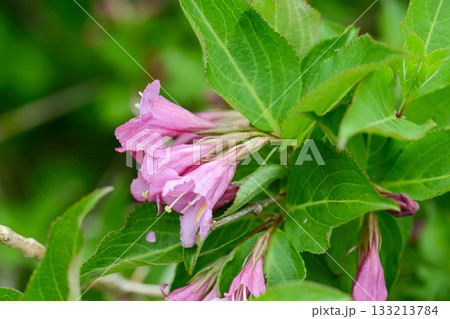 Weigela florida is a deciduous shrub with opposite green leaves and bright red tubular flowers blooming in May along forest edges and mountain slopes. Photographed in Korea. Weigela florida is a deciduous shrub with opposite green leaves and bright red tubular flowers blooming in May along forest edges and mountain slopes. Photographed in Korea. 133213784