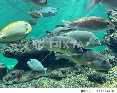 葛西臨海水族園 葛西臨海水族園 133213810